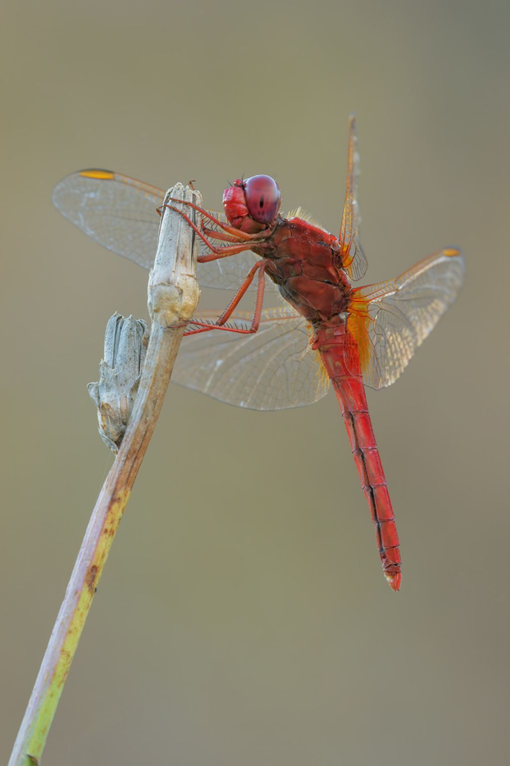 Quale specie ? Crocothemis erythraea